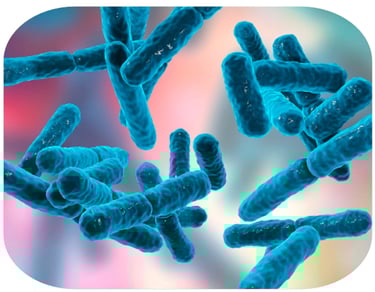 image du microbiote intestinal-consultation diététicienne spécialisée troubles en dysbiose
