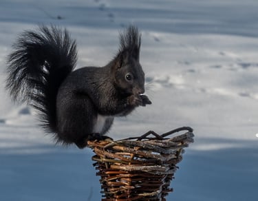 écureuil-mangeant-des-noisettes-sur-une-petite-mangeoire-en-osier-sauvage
