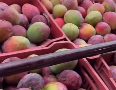 Cajas de plástico llenas de mangos maduros y dulces para distribución mayorista