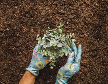 Person with garden gloves planting