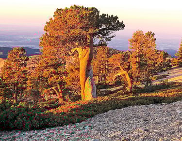 Trees at sunrise on the Baldy Bowl Trail | Mount San Antonio (Mount Baldy) | San Gabriel Mountains