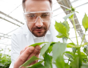 formulación hormonas diseño hormonas naturales fertilizantes abonos pesticidas naturales cultivos