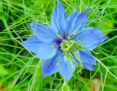 fleur de nigelle sativa plante médicinale du Maroc