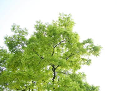 Tree with green leaves, symbolizing corporate well-being and growth
