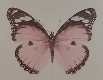 l'accompagnement cocooning de l'éclosion du papillon à rumilly