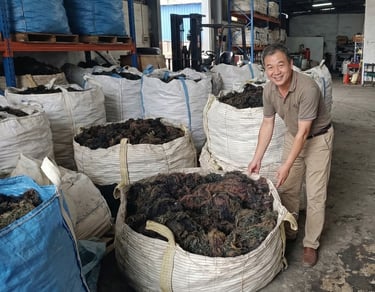 Dried Gracilaria seaweed 15% moisture and 3% impurity for agar-agar, Agriculture and Cosmetics