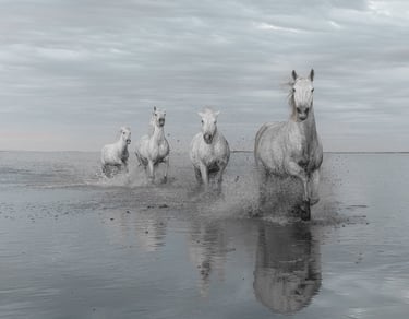horse movement fine art photography Laura Mommicchi