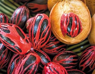 Nutmeg fruit display on a Zanzibar spice tour – tastes, history and aroma