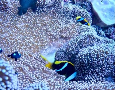 Vibrant clownfish and damselfish swimming among a lush sea anemone on a tropical coral reef.