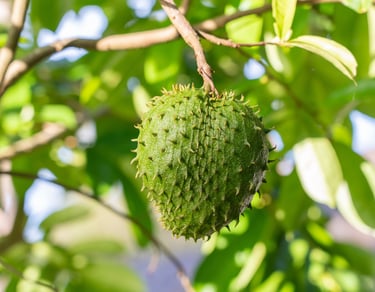 a fruit tree with a fruit on it
