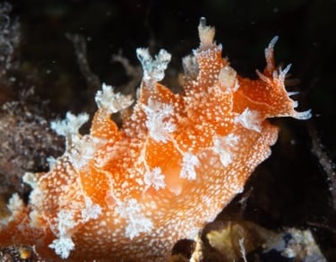 Nudibranch
