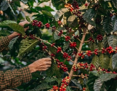 Organic coffee farm and orchid tour at Rainforest Yasmin Inn, Santa Fe