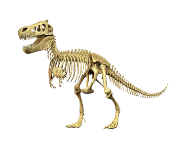 Tyrannosaurus Rex skeletton
