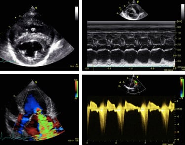 echocardiographie clinique veterinaire alpesia varces