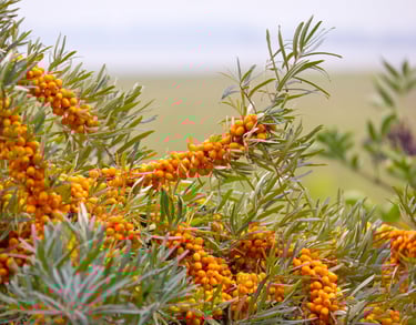 Sea Buckthorn
