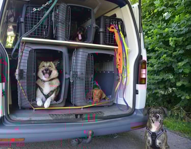 Dogz' Erding mobile Hundeschule