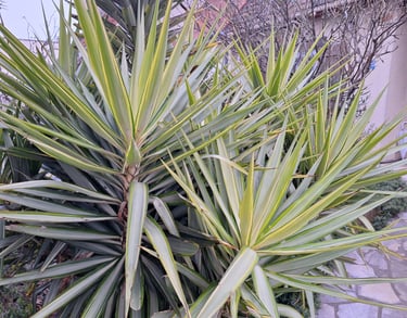 two green Yucca plants that are deer resistant