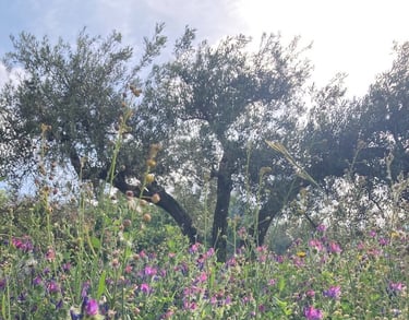 Field of wildflowers with purple and pink blooms, tall grasses, and olive trees in the background under a sunny sky.
