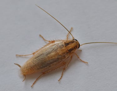 a cockleck cockle cockle cockle cockle cockle cockle