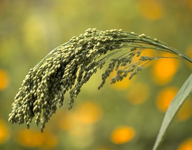 a millet grass plant with flowers in the backgrounf