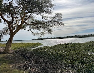 Muzi pan and fever tree forest drive from Albizia tented camp in Hluhluwe