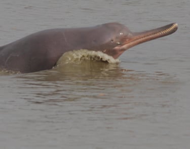 Ganges dolphins