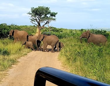 Hluhluwe-imfolozi park day outing from Albizia self catering tents in Hluhluwe