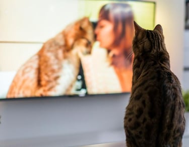 Un chat en train de regarder la télé - KittySitterMarrakech