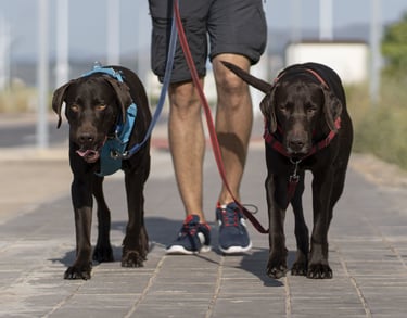 Dog walking in Lynnwood, with professional pet sitters, offering trusted care for your dogs pets