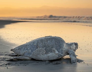 Zeeschildpad op een strand tijdens een prachtige zonsondergang.