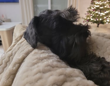 Tessie, Schnauzer nain noir