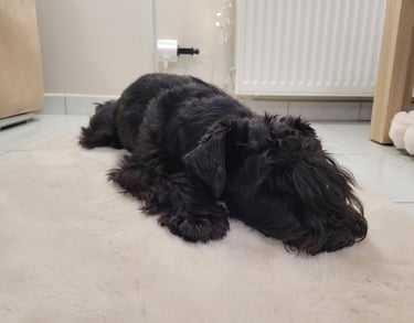 Etalon Schnauzer miniature