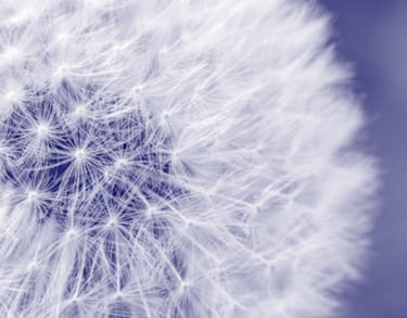 dandelion