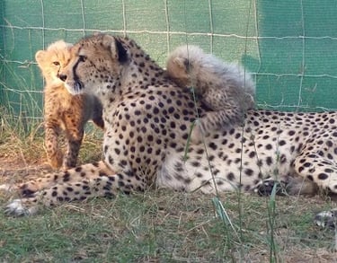 Emdoneni cat rehabilitation centre near Albizia Tented Camp in Hluhluwe