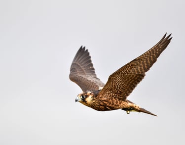 faucon au vol pendant une intervention d'effarouchement