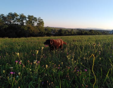 chien heureux en promenade