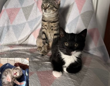 zwei junge Katzen, die auf einem Stuhl sitzen