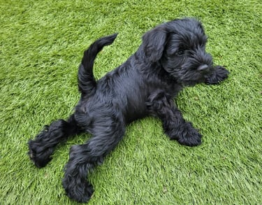 Chiot schnauzer nain noir