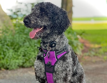 Caniche royal adulte au pelage bien entretenu, assis calmement.