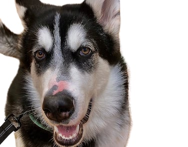 petsitter rhone
