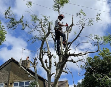 tree cut services