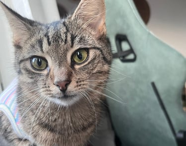 eine getigerte Katze, die in die Kamera schaut