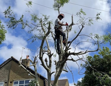 tree cut services