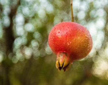 pomegranate