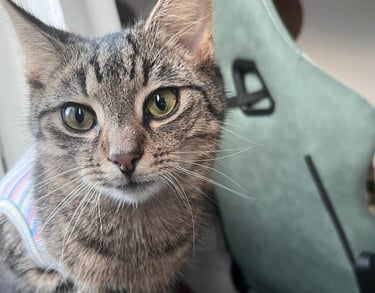 eine getigerte Katze, die in die Kamera schaut