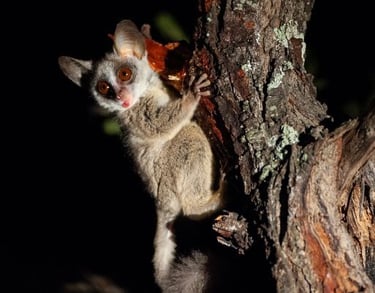 A Bushbaby at Albizia self catering tented camp near Hluhluwe