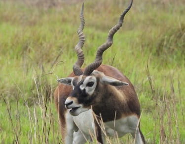Male Black buck in Khairapur