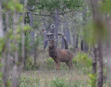 Male Eld's Deer