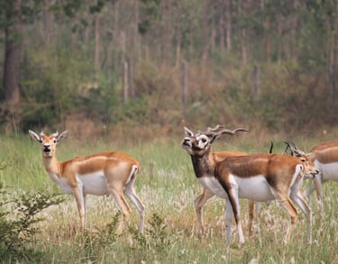 Black-buck in Khairapur reserve