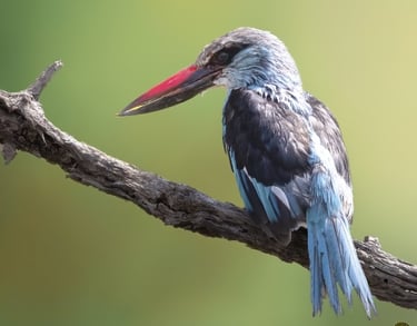 A blue and grey Woodland Kingfisher perched on a wooden branch with a bright red bill.